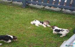 Fox Terrier dogs for sale: KC Reg Wire Fox Terrier Puppies READY NOW - Image 33