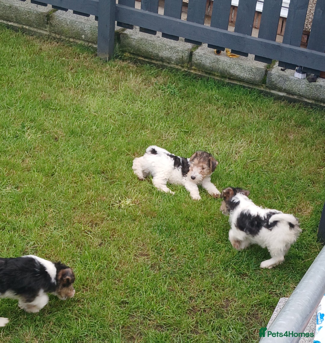 Fox Terrier dogs for sale: KC Reg Wire Fox Terrier Puppies READY NOW - Image 33