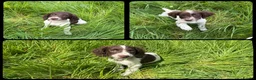 English Springer Spaniel dogs for sale: KC Registered English Springer Spaniel Pups - Advert 3