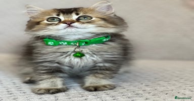 British Longhair cats - Advert 13