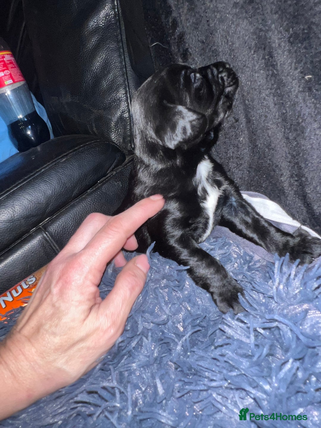 Mixed Breed dogs for sale: 9 BEAUTIFUL CHUNKY LABRADOR/COCKAPOO  - Image 14