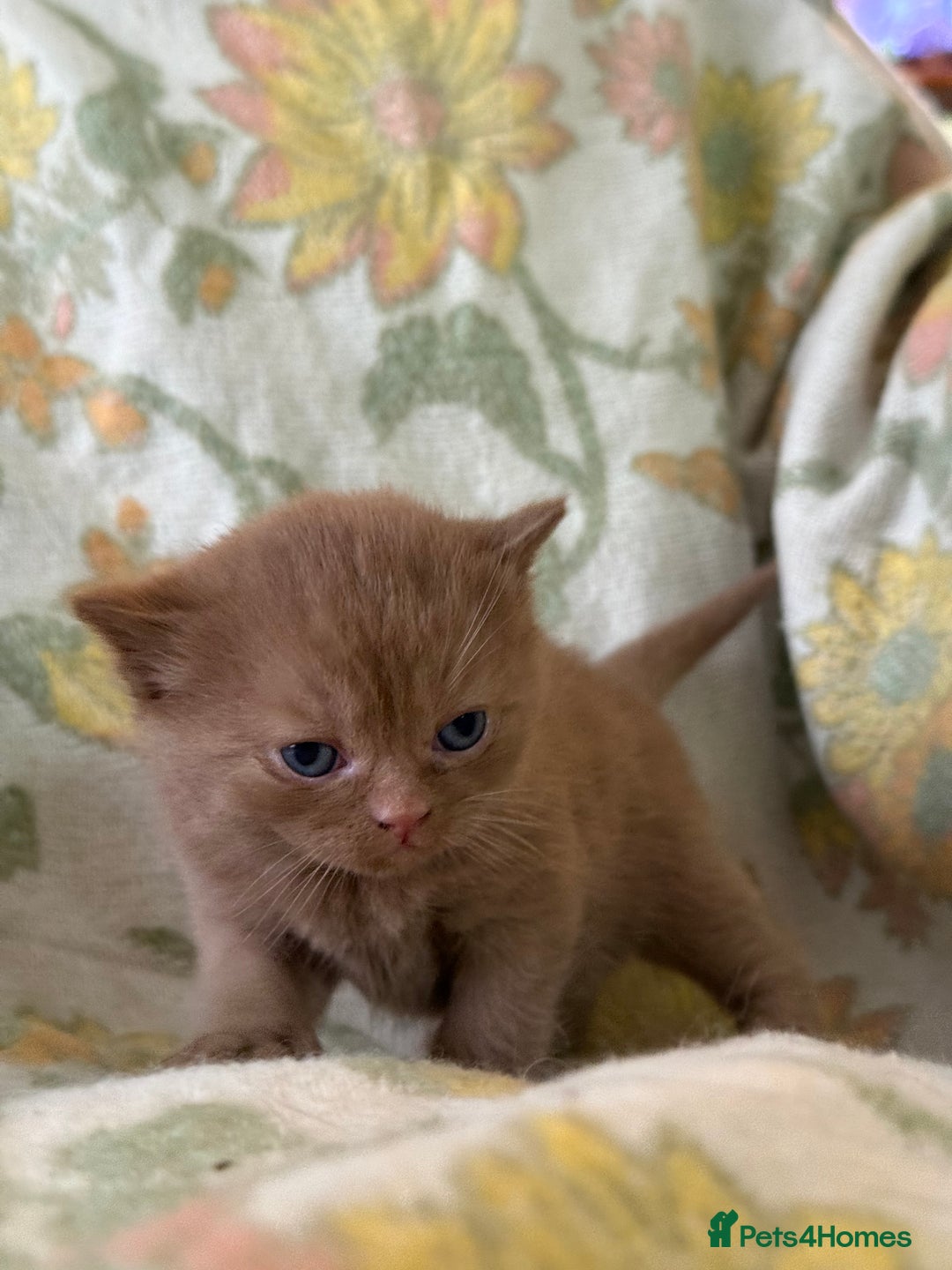 British Shorthair cats for sale: Beautiful GCCF and TICA reg British Shorthair  - Advert 23