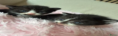 Mixed Breed Kitten 3