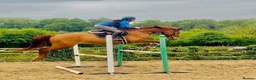 KWPN horses for sale: Floris - A true all round sweet heart  - Advert 5