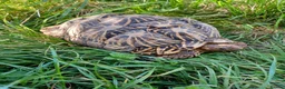Tortoise reptiles for sale: Adult Breeding FEMALE INDIAN STAR TORTOISE  - Advert 9