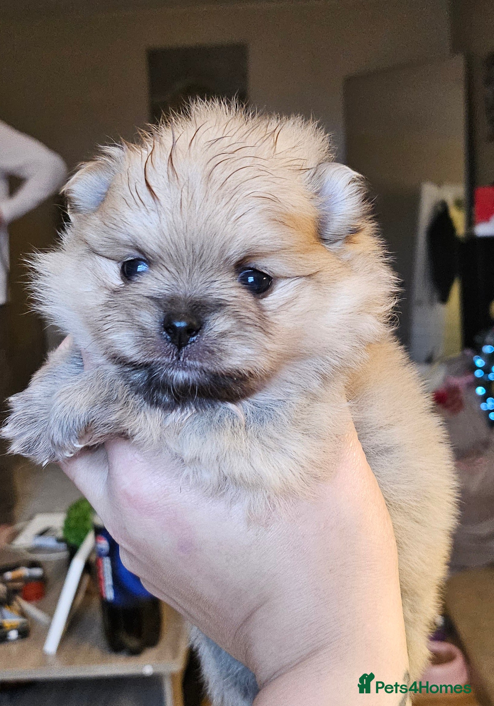 Pomeranian dogs 4 outstanding quality bear pomeranian puppies - Advert 10