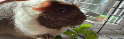Guinea Pig rodents for sale: Male single Guinea Pig  - Advert 5