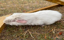 Guinea Pig rodents for sale: 3 Brothers  - Image 5