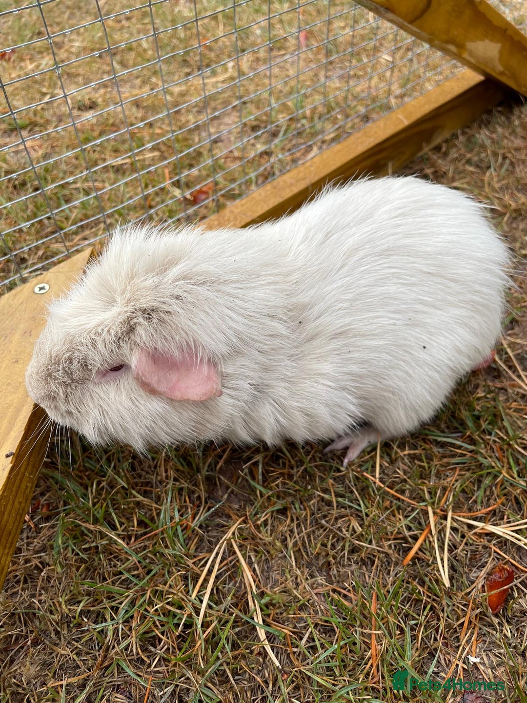 Guinea Pig rodents for sale: 3 Brothers  - Image 5
