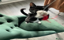 British Shorthair cats for sale: Kittens - Image 3