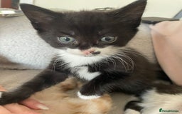 Mixed Breed cats for sale: Black/white shorthair female kitten  - Image 3
