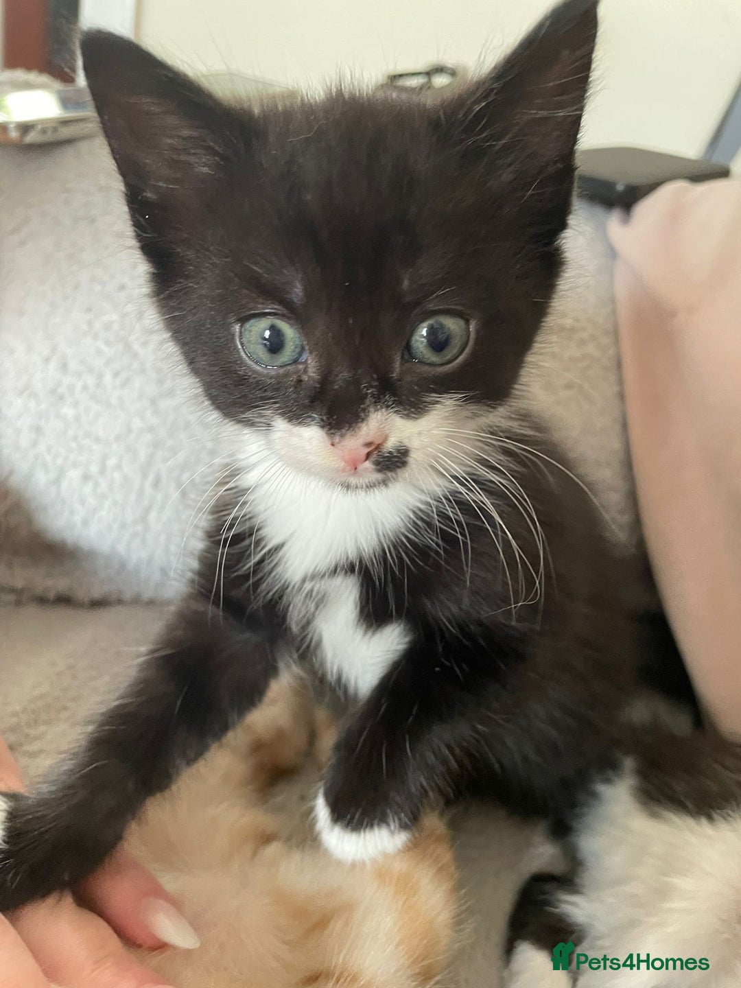 Mixed Breed cats for sale: Black/white shorthair female kitten  - Image 3