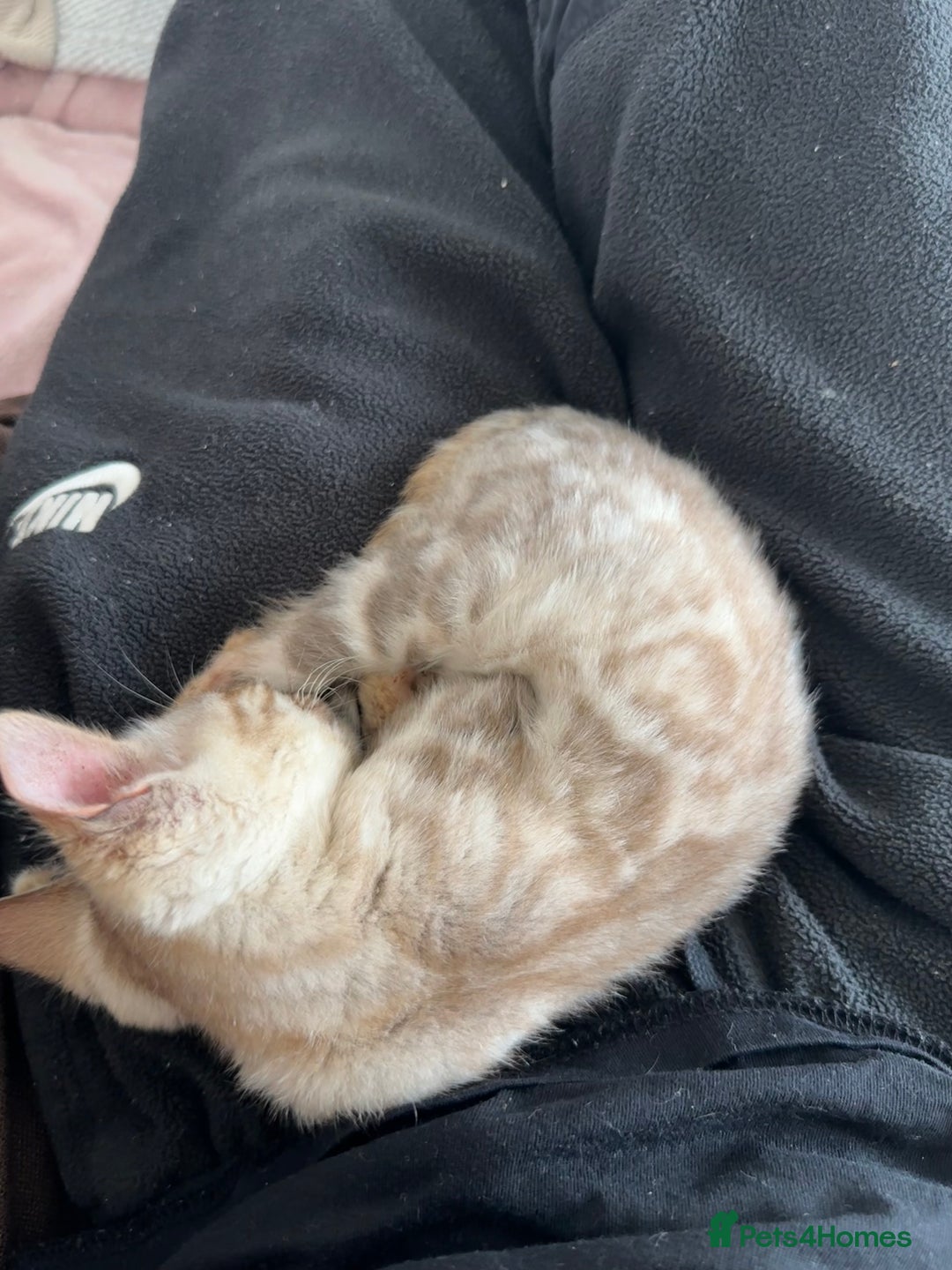 Bengal cats for sale: Snow lynx bengal  - Advert 2