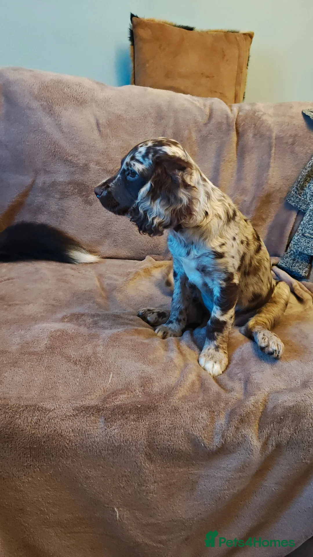 Mixed Breed dogs for sale: Sprockerpoo - Advert 15