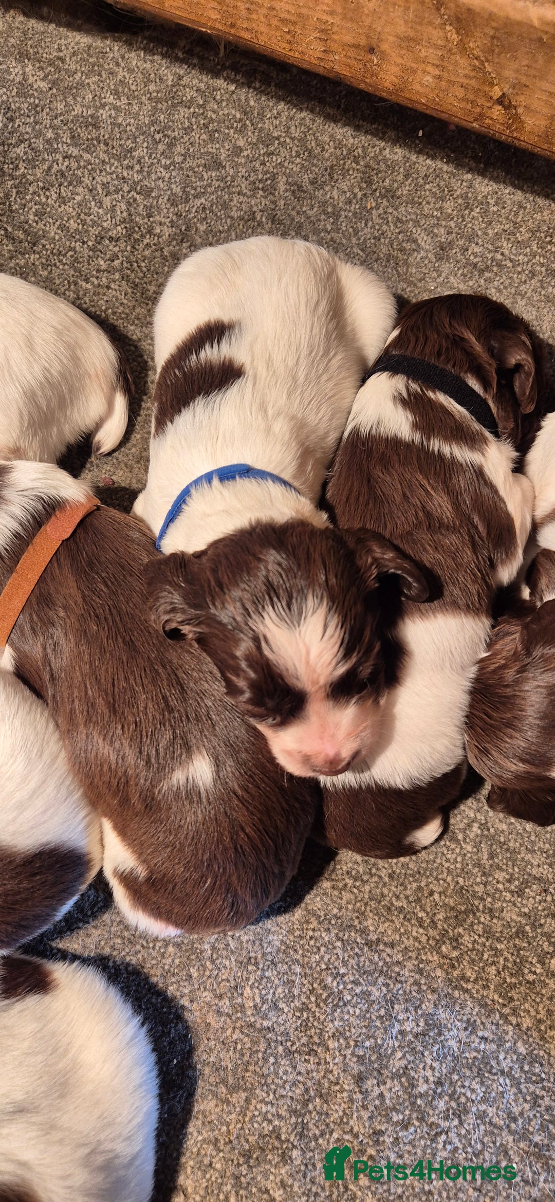 English Springer Spaniel dogs for sale: English Springer Spaniel Puppies  - Image 3