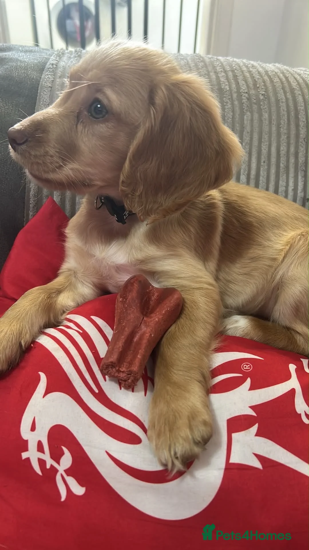 Cocker Spaniel dogs for sale: Summer working cocker spaniel  - Advert 4