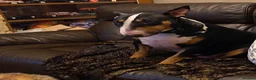 English Bull Terrier dogs for sale: Tunicaebully’s presents new litter arrival 3/8/26 - Advert 2