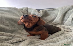 Miniature Dachshund dogs for sale: 3X Male Miniature Dachshunds- READY TO GO - Image 12