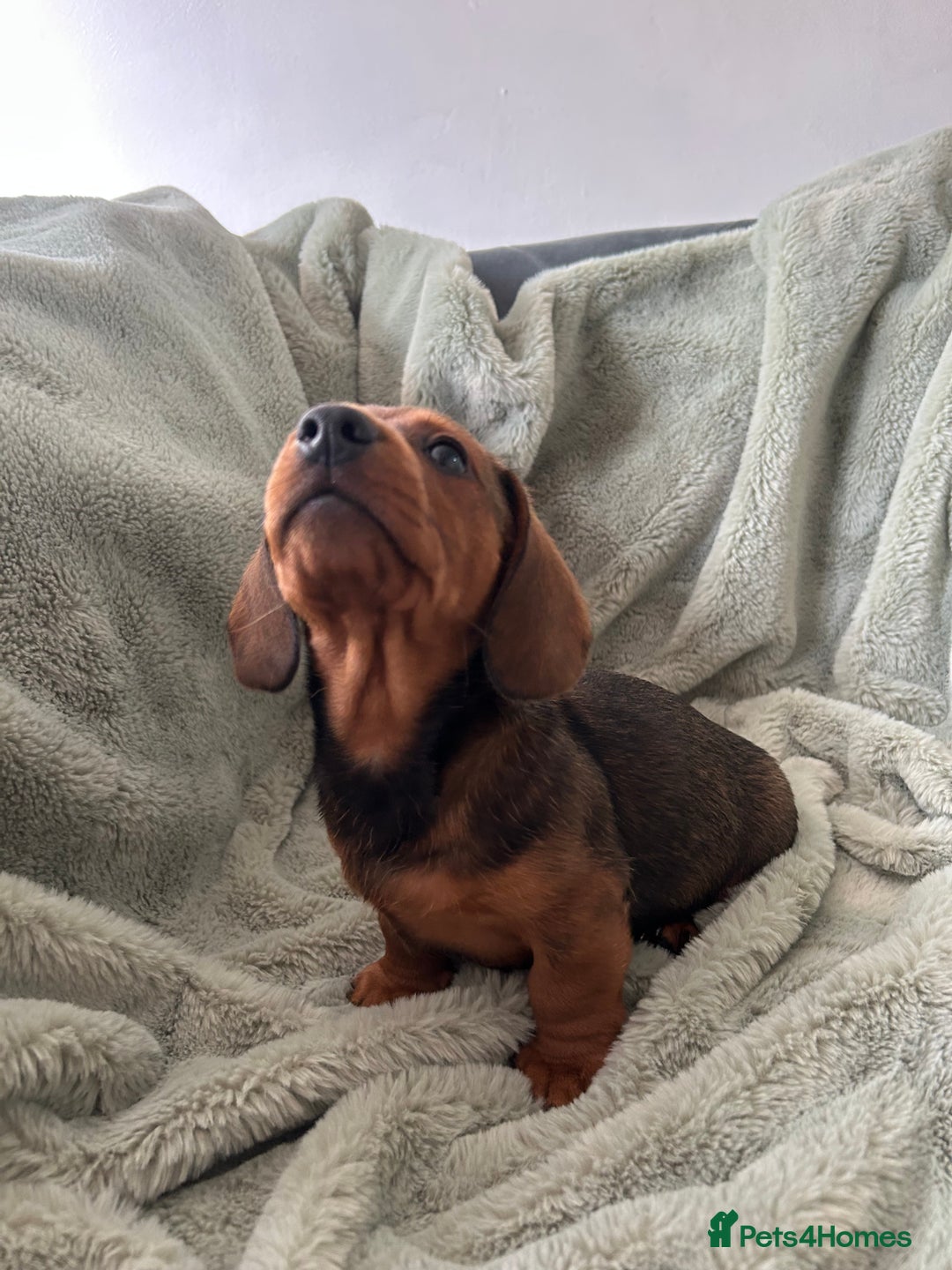 Miniature Dachshund dogs for sale: 3X Male Miniature Dachshunds- READY TO GO - Image 12