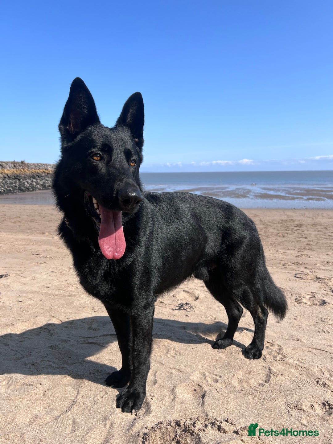 German Shepherd dogs for stud: Stunning black GSD - exceptional health and temper - Image 10