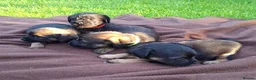 Border Terrier dogs for sale: BORDER TERRIERS SLEM CLEAR  - Advert 13