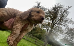 Cocker Spaniel dogs for sale: KC registered cocker spaniel pups for sale  - Image 25