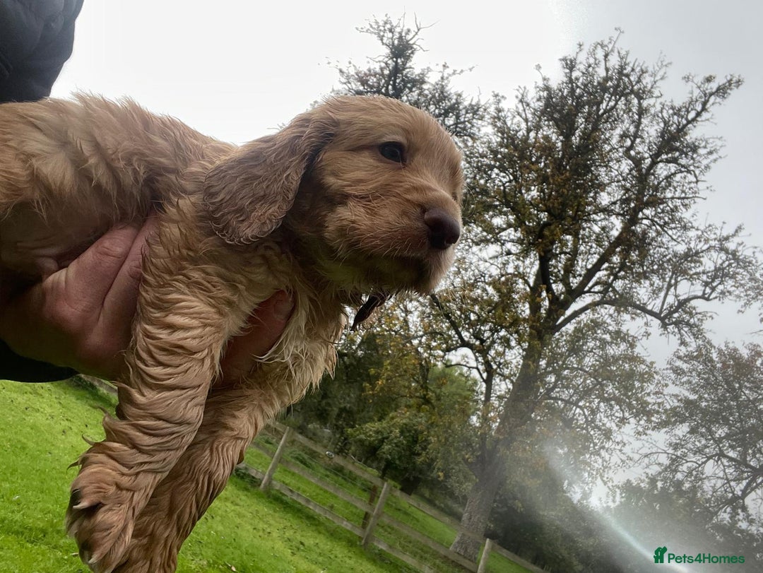 Cocker Spaniel dogs for sale: KC registered cocker spaniel pups for sale  - Image 25