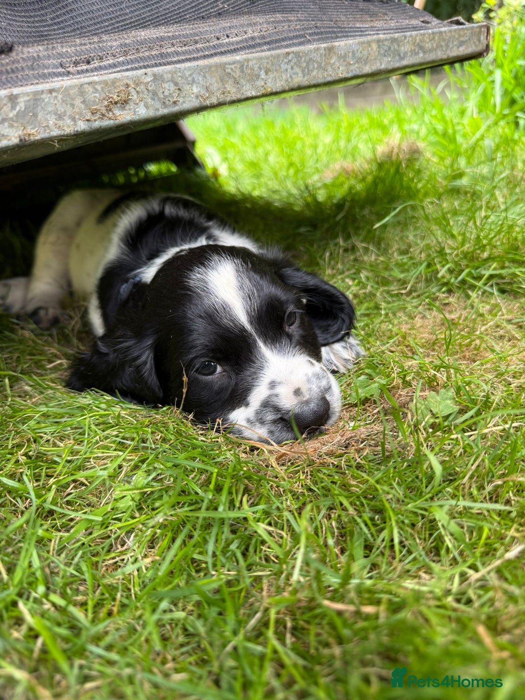English Springer Spaniel dogs for sale: English Springer Spaniel Puppies for Sale - Image 6