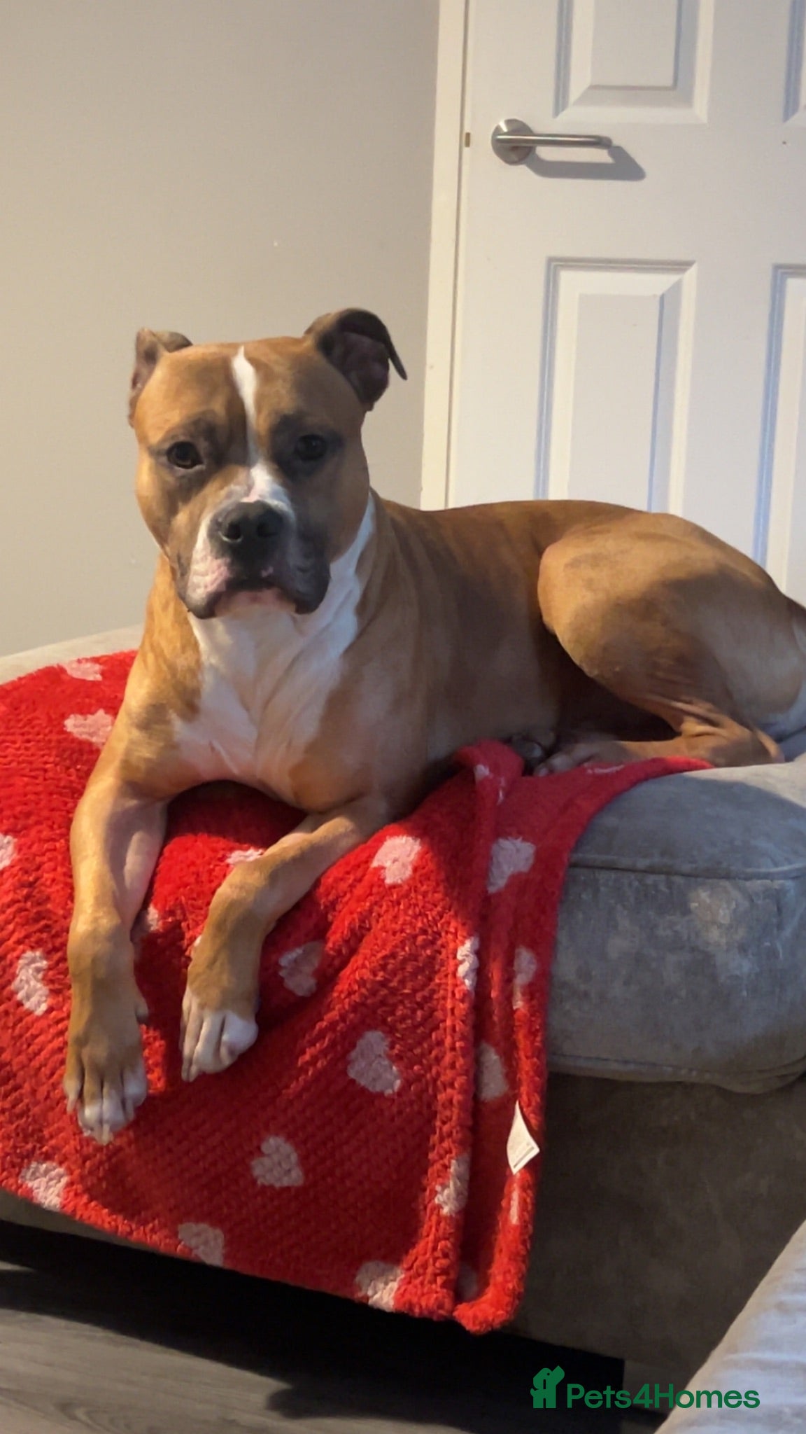 Mixed Breed dogs Rocco - Advert 1