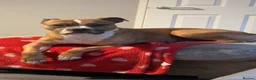 Mixed Breed dogs for sale: Rocco in Bacup - Advert 1