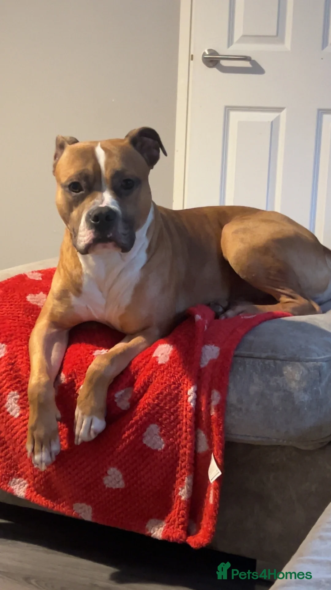 Mixed Breed dogs for sale: Rocco in Bacup - Advert 1