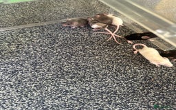 Mouse rodents for sale: Fancy mice  - Image 6