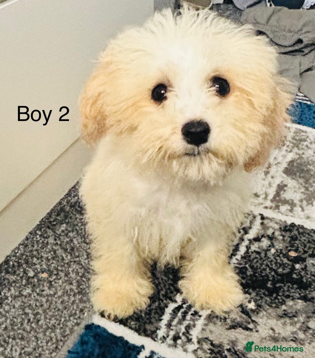 Mixed Breed dogs for sale:  Adorable Cavapoochon puppies ready for new home in Wolverhampton - Image 4