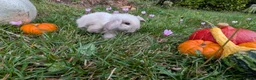 Mini Lop rabbits for sale: Stunning Home-Raised Mini Lops- mixed litter - Advert 13