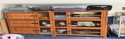 Netherland Dwarf rabbits for sale: Friendly Netherland Dwarf Rabbits with Large Hutch - Advert 14