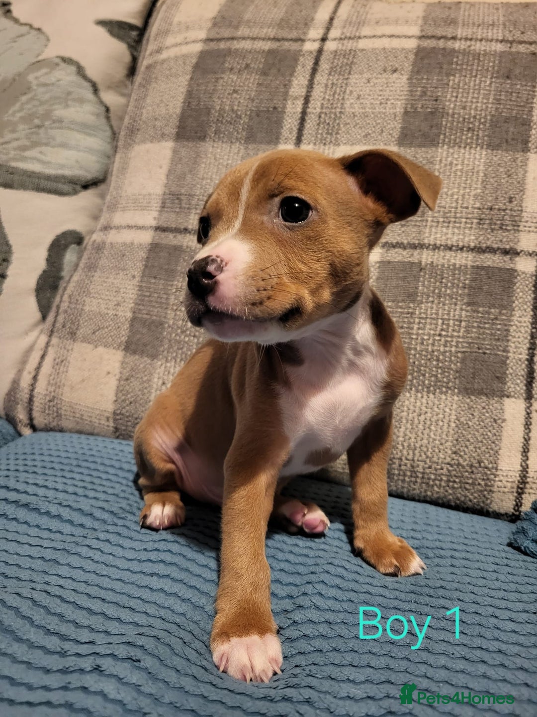 Mixed Breed dogs for sale: Staffordshire Bull Terrier Puppies-Female and Male in Bridgwater - Image 8