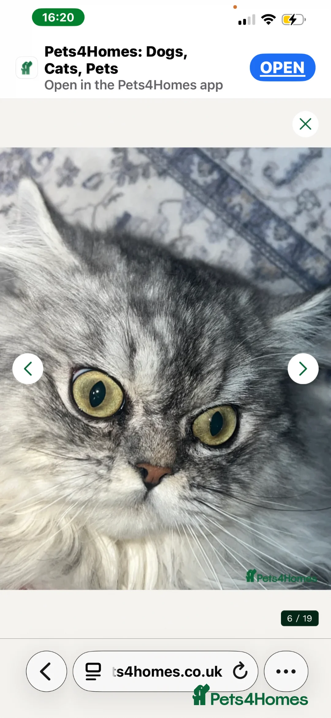 Persian cats for sale: Pure persion kittens - Advert 2