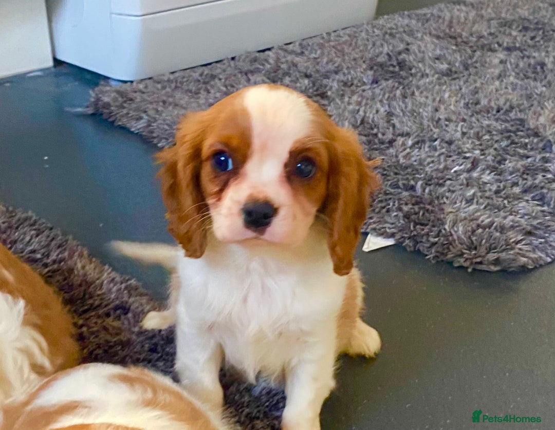 Cavalier King Charles Spaniel dogs for sale: Beautiful litter of King Charles Cavaliers - Image 10