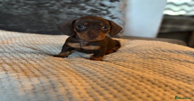 Miniature Dachshund dogs - Advert 10