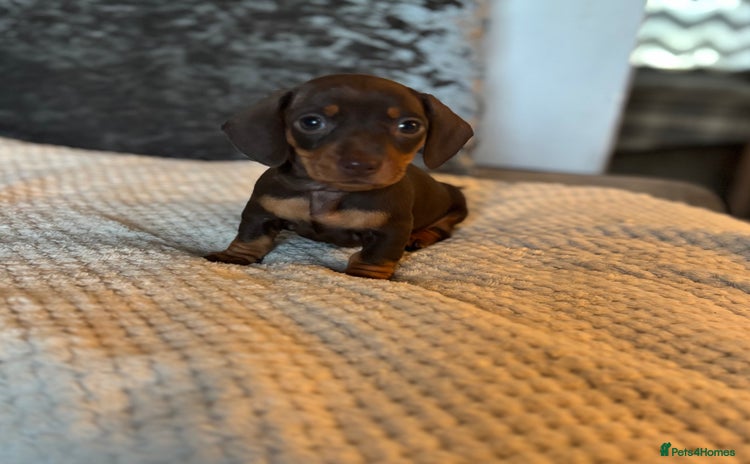 Miniature Dachshund dogs - Advert 7