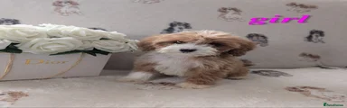 Cockapoo Puppy 4