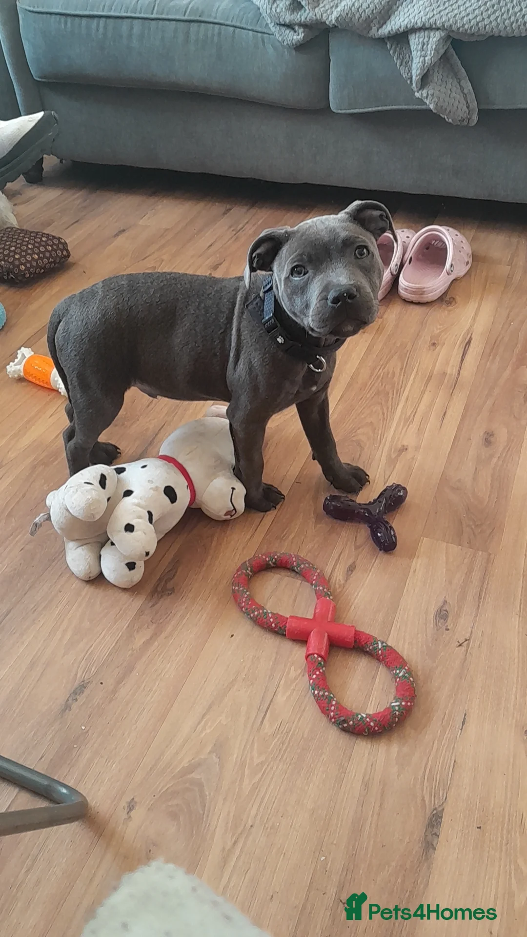 Staffordshire Bull Terrier dogs for sale: Male Blue staffy Troy - Advert 26
