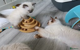 Ragdoll cats for sale: GCCF Reg'd Seal and Chocolate Ragdolls ready July  - Image 9