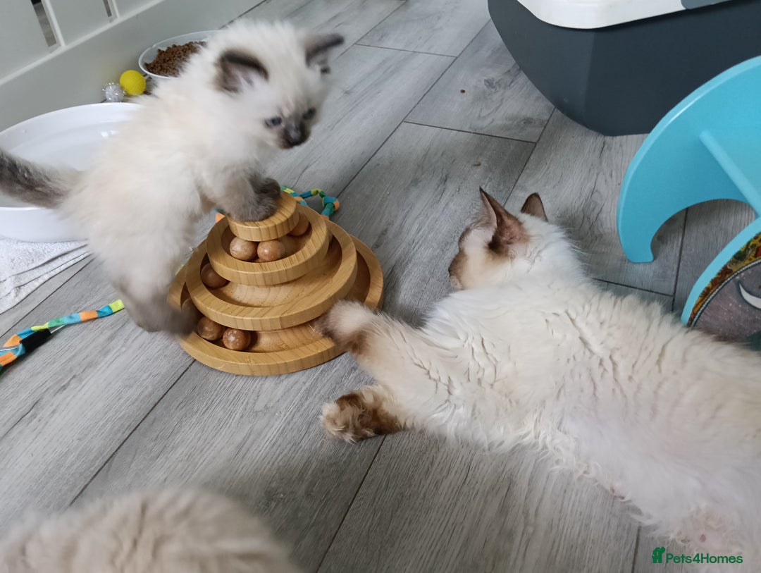 Ragdoll cats for sale: GCCF Reg'd Seal and Chocolate Ragdolls ready July  - Image 9