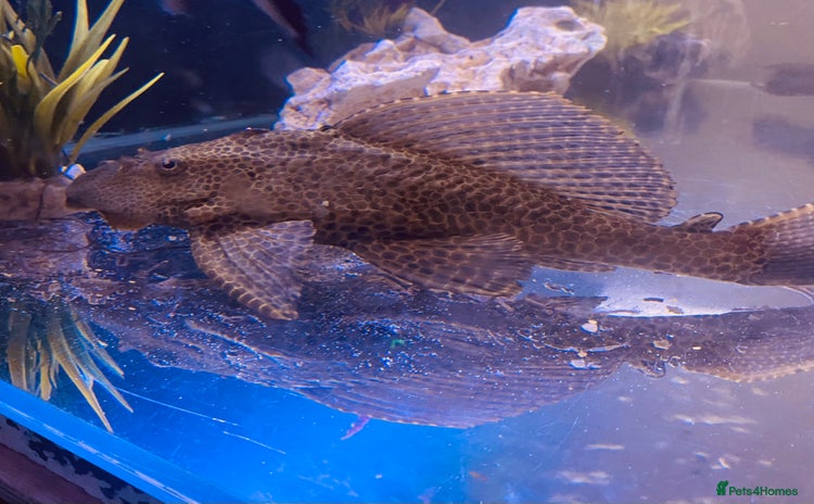 Plecos fish - Advert 1