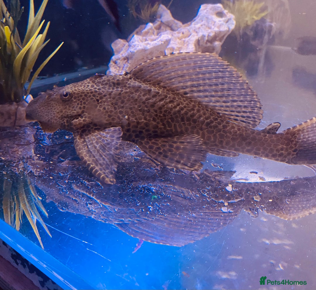 Plecos fish for sale: Pleco 12/13 inch - Image 1