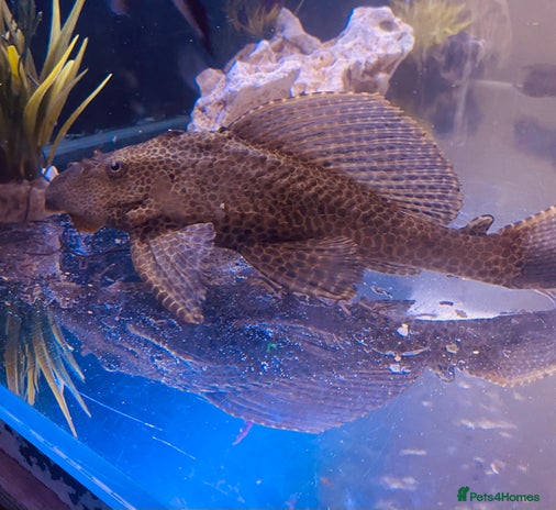 Plecos fish - Advert 1