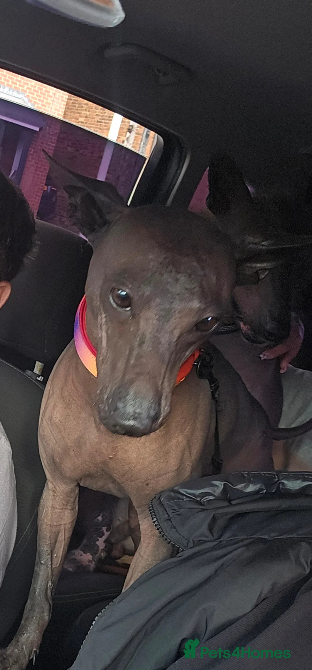 Mexican Hairless dogs for sale: Xoloitzcuintli in Tipton - Advert 1