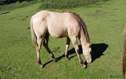 American Quarter horses for sale: Stunning Quarter horse colt - Image 3
