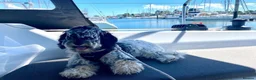 Cockapoo dogs for sale: F1 Roan Cockapoo-health tested,full refund guarant - Advert 4